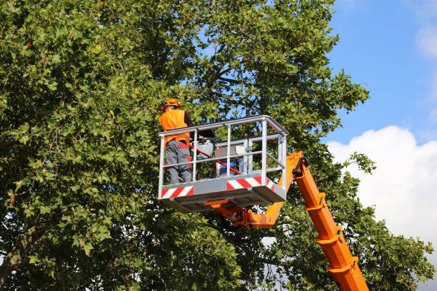 Best Arborist Consultation Services  in Belwood, NC