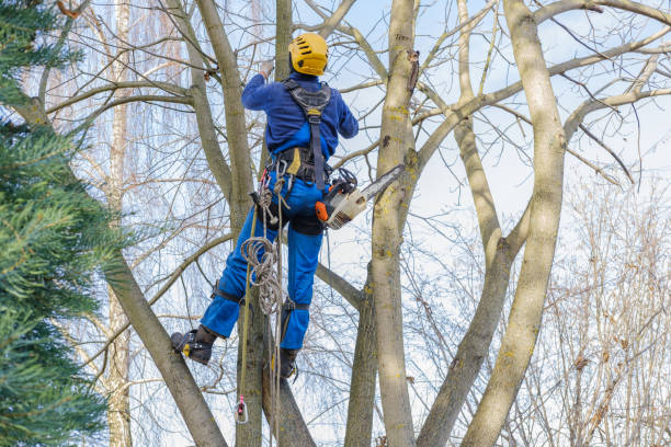 Best Utility Line Clearance  in Belwood, NC