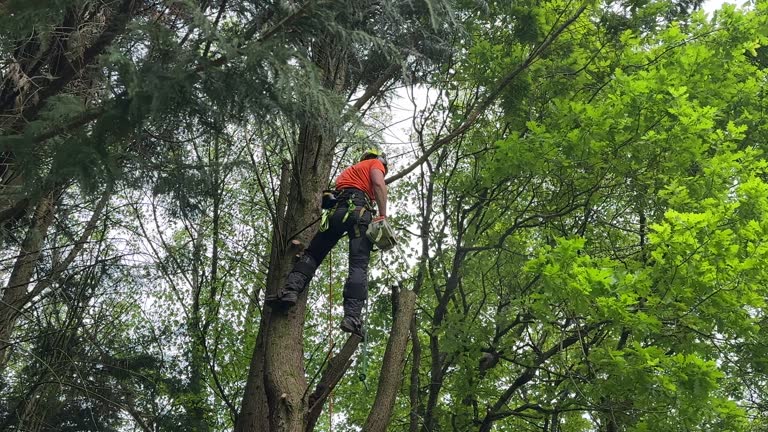 Best Palm Tree Trimming  in Belwood, NC