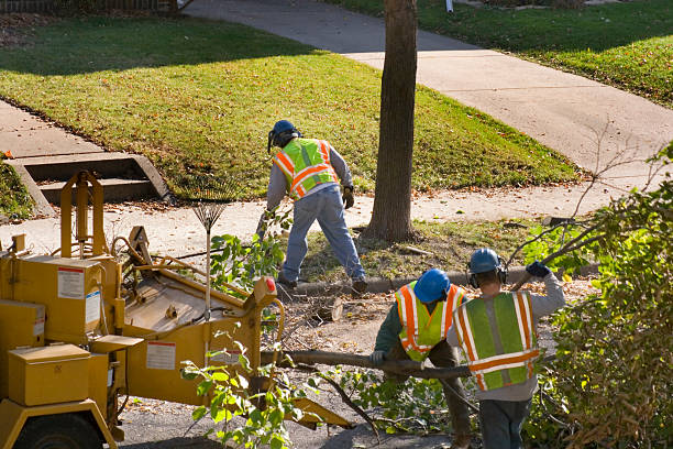 Best Tree Disease Treatment  in Belwood, NC